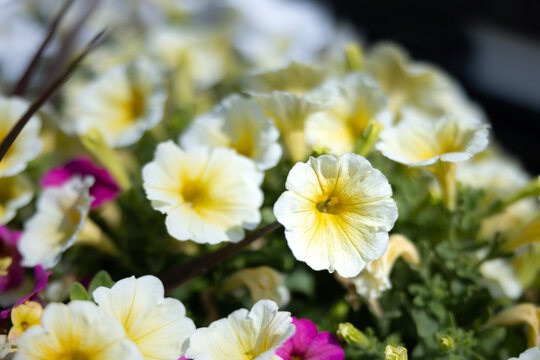 Flower Garden Background Bokeh Blur Macro Close Up Afternoon Sunny  