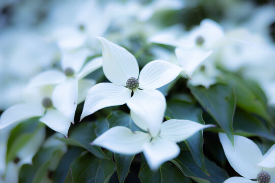 Flower Garden Background Bokeh Blur Macro Close Up Afternoon Sunny  