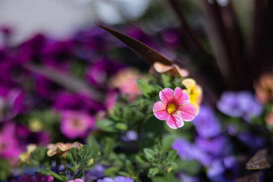 Flower Garden Background Bokeh Blur Macro Close Up Afternoon Sunny  