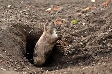 巣穴から出て鳴くプレーリードッグ