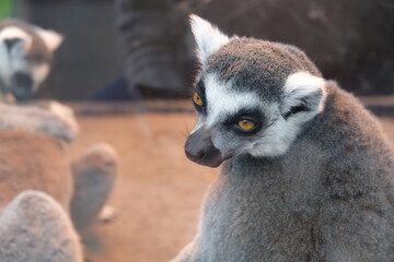 ring lemur looking annoyed