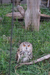 owl death staring 