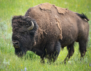 Fototapeta premium A full body bison eating grass. summer at yellowstone park