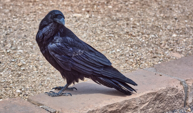 Close-up of a Wild black Raven standing on a wall, Grand Canyon National Park, Arizona, USA