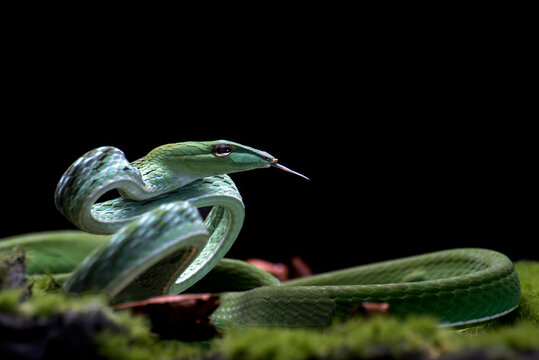 Oriental whip snake (Ahaetulla prasina) coiled and ready to strike, Indonesia