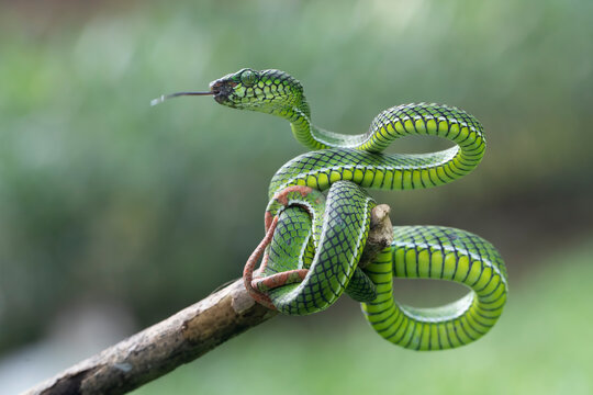 Trimeresurus calamitas snake coiled on a branch flicking its tongue, Indonesia
