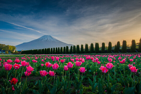 Rows of pink tulips growing in Yamanakako Hana no Miyako Park with Mt Fuji in the distance, Honshu, Japan