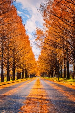 Trees with orange leaves along a straight road in autumn, Shiga, Kansai, Honshu, Japan