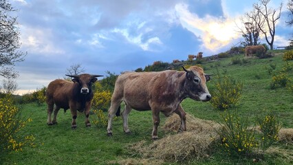 Vaches Aubrac dans les genêts en fleur près de la cascade des Touzes