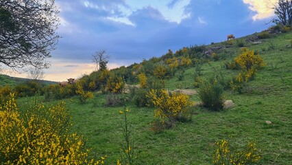Vaches Aubrac dans les genêts en fleur près de la cascade des Touzes