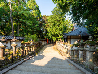朝日が射し込む春日大社の参道