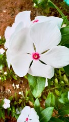 Elegant detail of a white flower, capturing the purity and simplicity of nature © Deiby Herrera