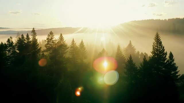 As the sun rises above the treetops its rays pierce through the misty rainforest creating a beautiful display of lens flares and shadows. Light leaks bokeh