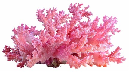 Naklejka premium Pink Coral Reef: A Close-Up View of Marine Life