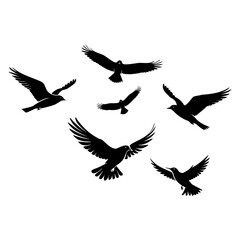 flock of birds	