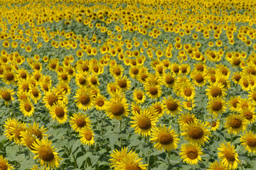 飽和するひまわり