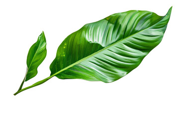 Fototapeta premium Bright tropical green leaves isolated on a white background, presenting their detailed textures and vivid hues with clarity and simplicity