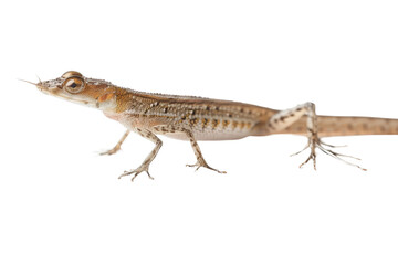 Obraz premium Celophysis isolated on a white background, highlighting its slender build and distinct features with clear detail for an accurate representation