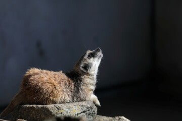 見上げる横向きのミーアキャット