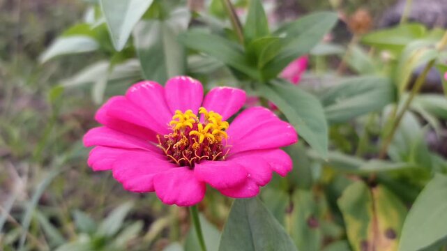 Very beautiful red zenia flower. zenia portrait. Beautiful blooming Zenia flowers, selective focus