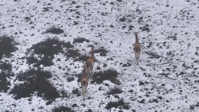 Wild Guanacos At El Calafate In Santa Cruz Argentina. Safari Patagonia. Wild Animals. Santa Cruz Argentina. Guanacos Wild Life. Wild Guanacos At El Calafate In Santa Cruz Argentina.
