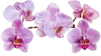 Fototapeta premium Purple Orchid Flowers Isolated on a White Background