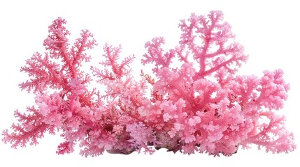 Fototapeta premium Pink Coral Branch Isolated on White Background