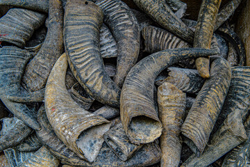 Pile of buffalo horns