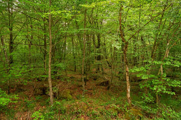 Green and brown leafy forest