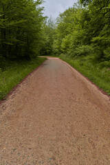 Forest path vertical view