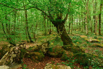Lush green forest with dense trees and foliage, sunlight filtering through leaves, serene natural background.