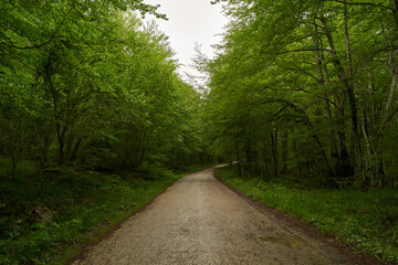 Naklejka premium Tranquil forest road with lush green trees arching over a peaceful path, nature background.