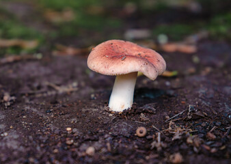 mushrooms in the forest