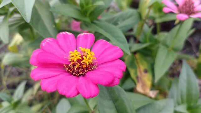 Very beautiful red zenia flower. zenia portrait. Beautiful blooming Zenia flowers, selective focus