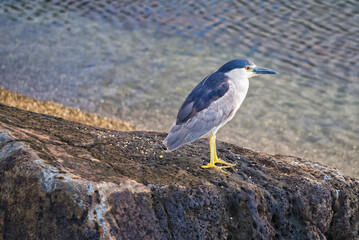 Closeup Background of a Gray Heron Perched on a Brown Rock Nest to the Water's Edge.