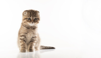 kitten on white background with free space for text