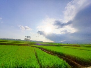 Obraz premium Rice fields and blue sky