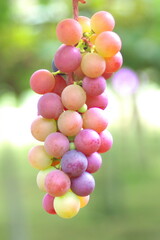 ぶどう狩りの季節