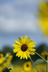 Fototapeta premium 日本の夏のひまわり