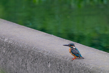 青いカワセミ