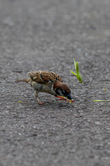 バッタを食べるスズメ