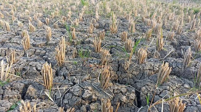 Rice fields with cracks in dry earth during the long drought. Because of the lack of water in agricultural area.