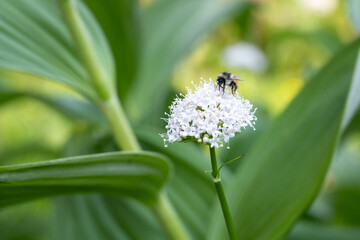 Closeup of bee pollinating a white flower of Sitka Valerian blooming framed by the green leaves of a Corn Lily plant in a subalpine meadow, in Rainier National Park on a sunny summer day
