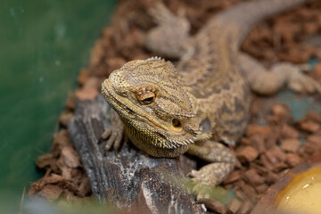 Fototapeta premium フトアゴヒゲトカゲ