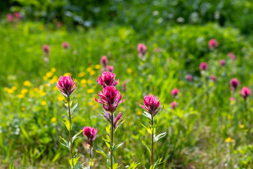 Backlit pink flowers of magenta indian paintbrush blooming backlit in a subalpine meadow in Rainier National Park on a sunny summer day, as a nature background
