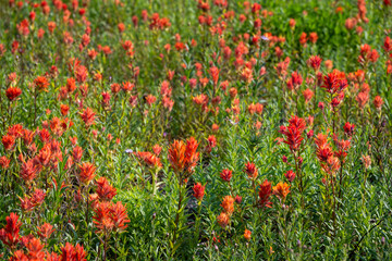 Vibrant orange flowers of scarlet indian paintbrush flowers blooming in a subalpine meadow in Rainier National Park on a sunny summer day, as a nature background
