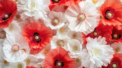 Closeup of red and white poppy flowers background