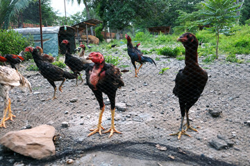 farm animals, Chickens on traditional free range poultry farm