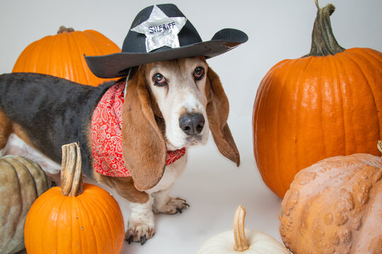 Portrait of a basset hound wearing a sheriff outfit standing amongst pumpkins