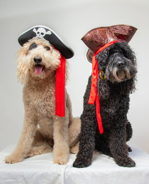 A black and a cream labradoodle sitting side by side dressed as pirates